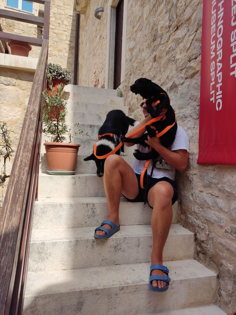 FOTO Prvi splitski pet friendly muzej dobio prve četveronožne posjetitelje