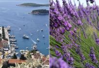 Eterična ulja hvarskog bilja postaju dio nove/stare strategije razvoja turizma