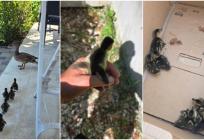 PODSTRANA Vatrogasci spašavali pačiće