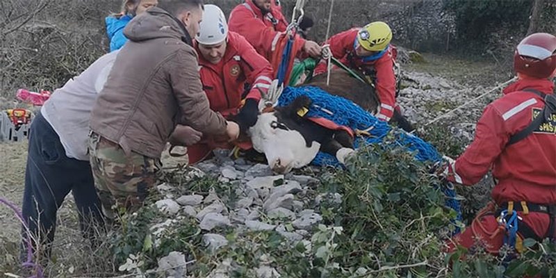 HGSS izvukao junicu od 250 kilograma iz bunara