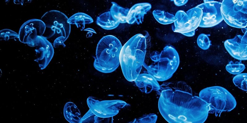 MEDUZE U JADRANU Najvolje ih je ne dirati