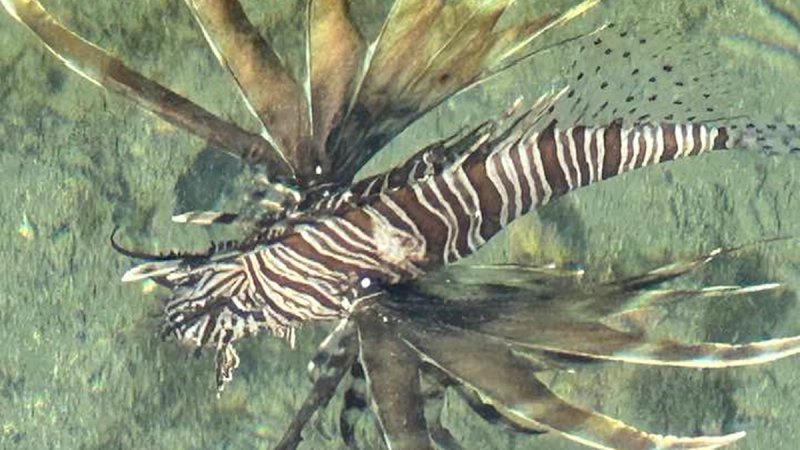 STIGLA I KOD NAS Invazivna riba snimljena na Šolti