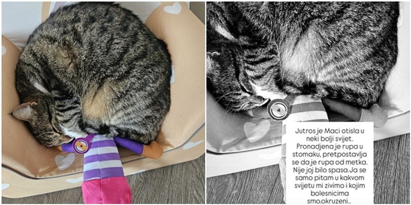 OPET PROPUCANA MAČKA 'Hladnokrvno i neustrašivo, sutra može stradati slučajni prolaznik'