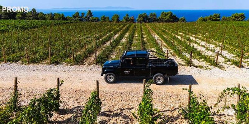 FOTO Vinarija Markus odradila je prvu berbu na Šolti: Kadrovi su impresivni