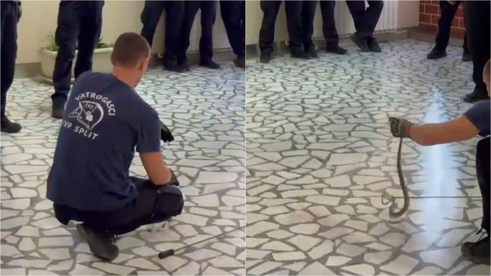 VIDEO Splitski vatrogasci učili kako sigurno hvatati zmije, pogledajte kako je to izgledalo