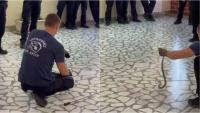 VIDEO Splitski vatrogasci učili kako sigurno hvatati zmije, pogledajte kako je to izgledalo