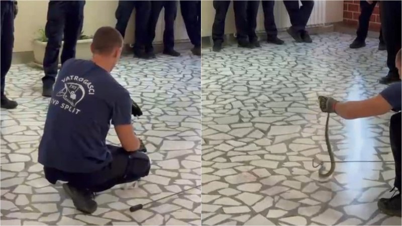 VIDEO Splitski vatrogasci učili kako sigurno hvatati zmije, pogledajte kako je to izgledalo