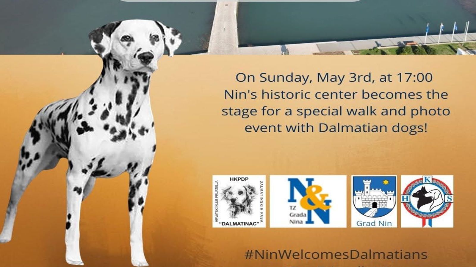 Nin dočekuje dalmatinske pse