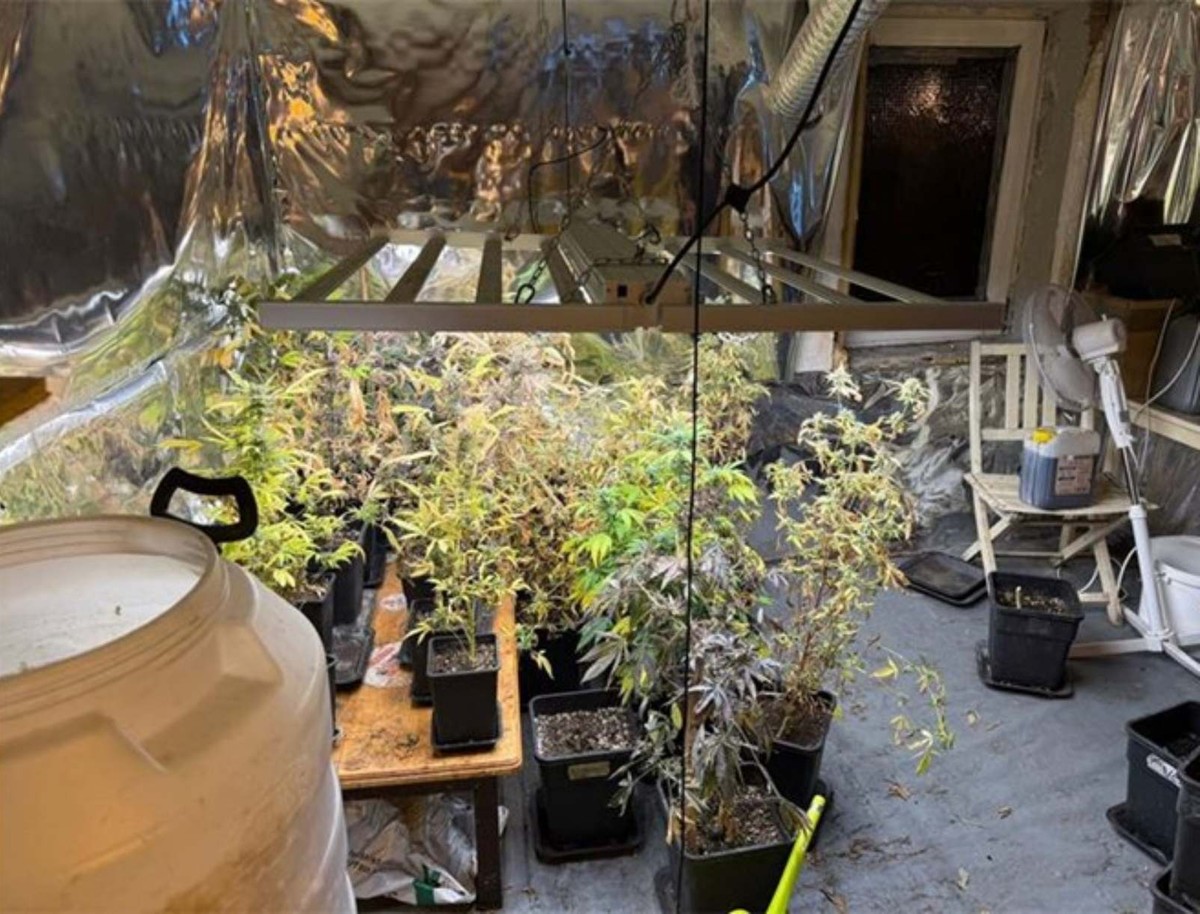 U Rogoznici uzgajao marihuanu, policija mu našla hrpu droge