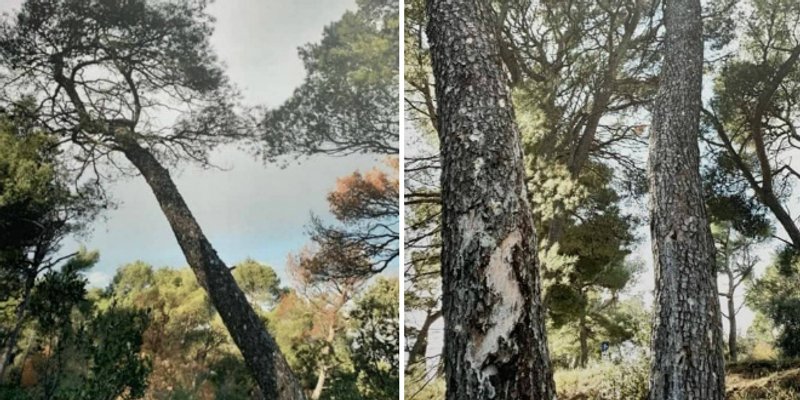 ALARMANTNO STANJE Nova vrsta potkornjaka napada Marjan