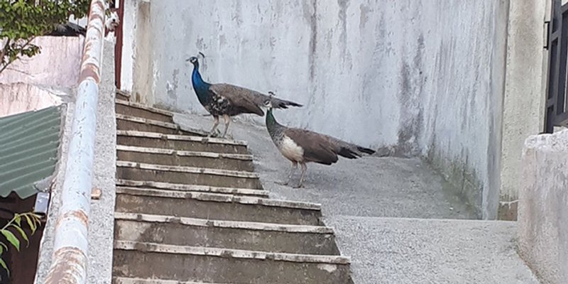 VIDEO Paun prošetao do Sućidra