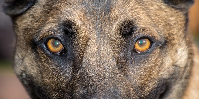 Branimira Čaletu je pronašao vatrogasni pas Flip!