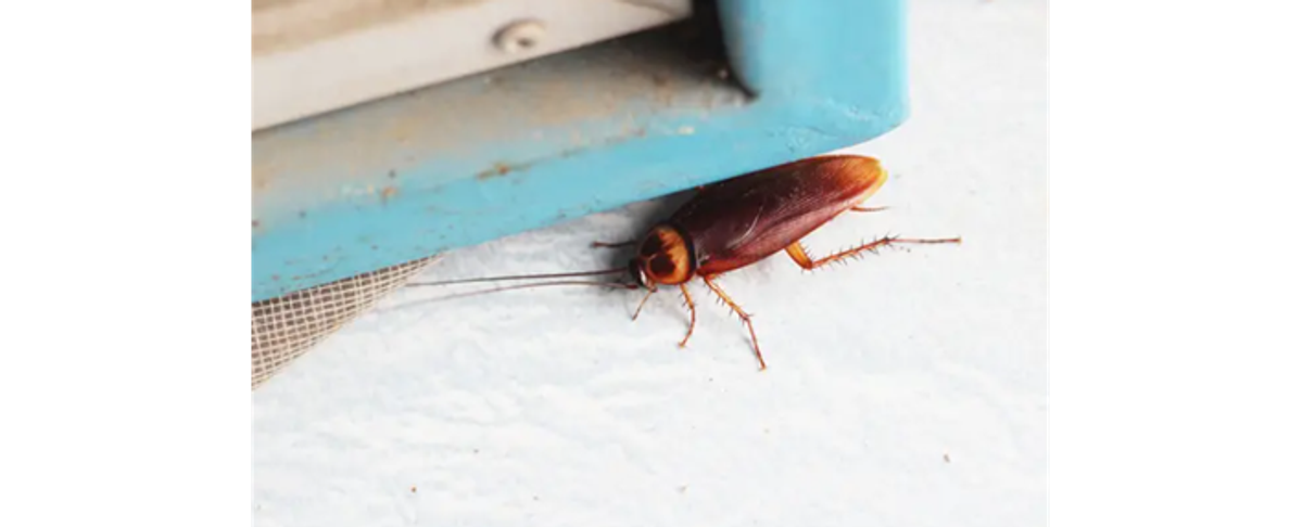 Višak vlage, bube u kući!