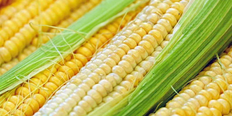 Štiti od raka, Alzheimera, srčanog i moždanog udara