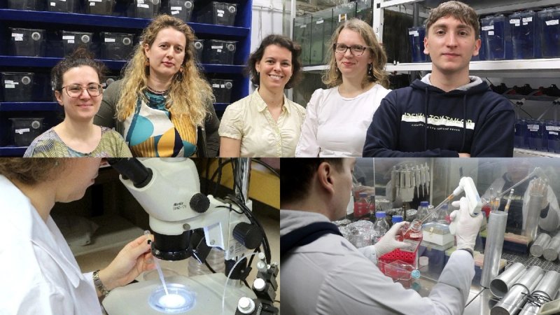 Znanstvenici IRB-a otkrili molekularne škare važne za prve sate života embrija