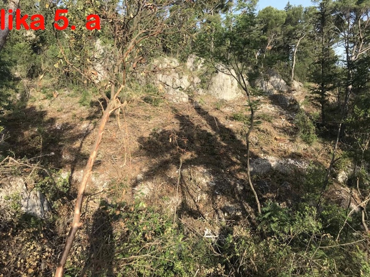 DR. SMODLAKA: Na Marjanu se nije ništa promijenilo samo se sada zatiranje zdravih borova odvija na puno podmukliji način