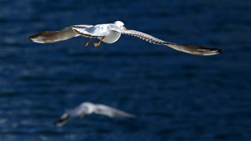 Vatrogasci u Spinutu jutros spasili dva mlada galeba