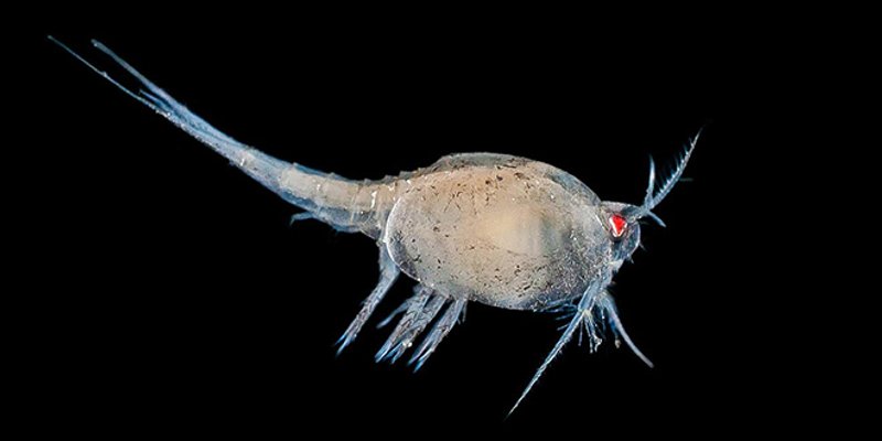 NA RUBU PEŠKARIJE Umjetnost na otvorenome u centru grada