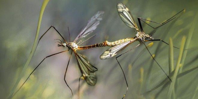 Komaraca u Osijeku manje nego ikad, no razloga za opuštanje nema