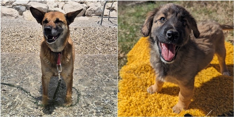 Hrvatska obiteljska firma Apipet pokreće najveću akciju za napuštene pse do sada: Cilj je prikupiti 3 tone hrane