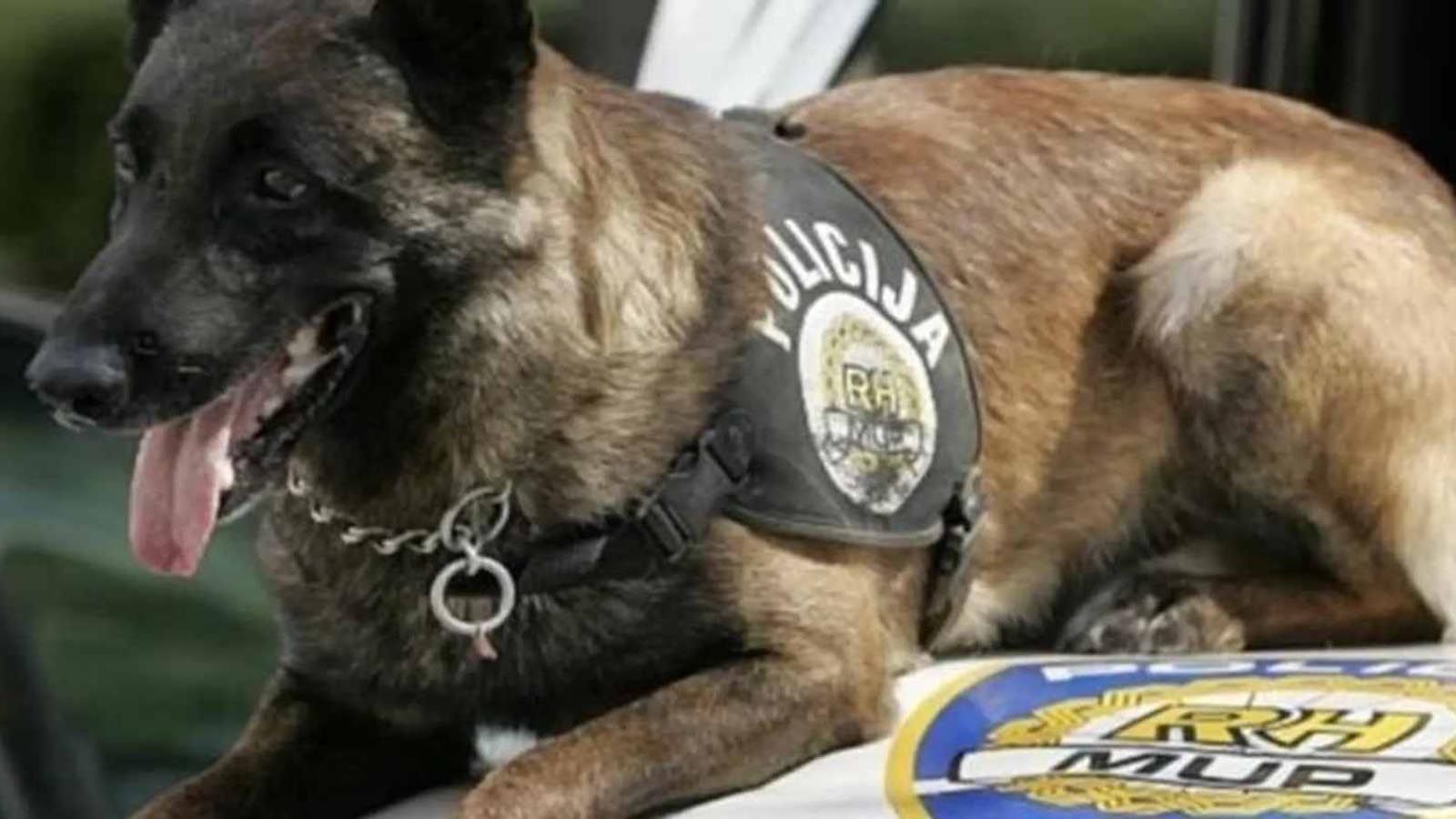 Akita u Drnišu napala i ozlijedila policijskog psa, uhićen vlasnik
