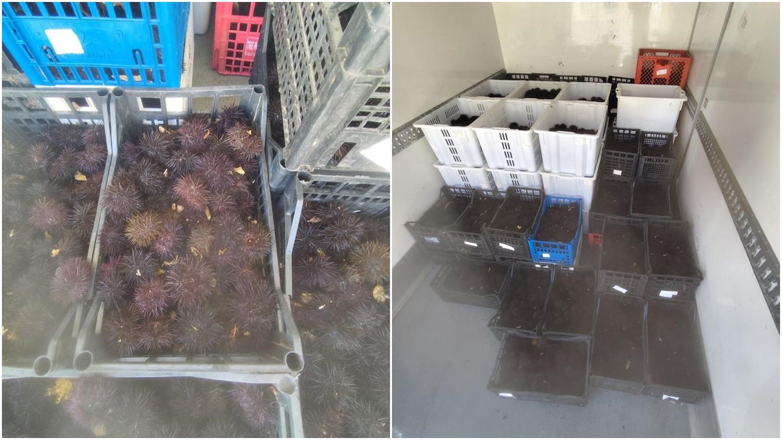 S krivotvorenom dokumentacijom prevozio 794 kilograma morskih ježinaca!