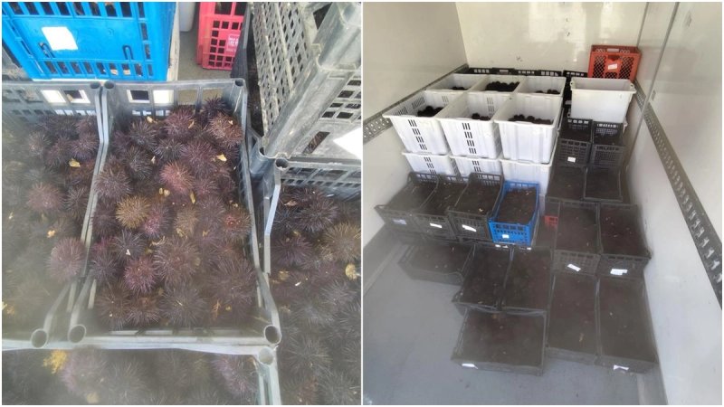 S krivotvorenom dokumentacijom prevozio 794 kilograma morskih ježinaca!