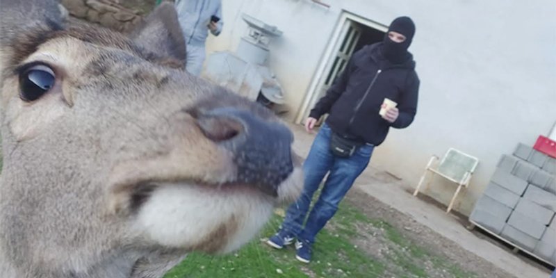 VIDEO IZ TRILJSKOG KRAJA Srna tuče huligana? Ne, srna želi kavu...