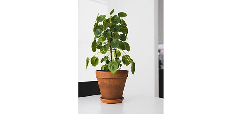 'Kineski dolar' ili Pilea: Otporna biljka za koju se vjeruje da donosi novac i blagostanje