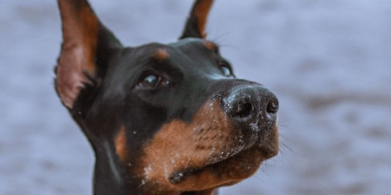 Užas u centru Stobreča: Doberman bez nadzora rastrgao šnaucera pred šokiranom vlasnicom