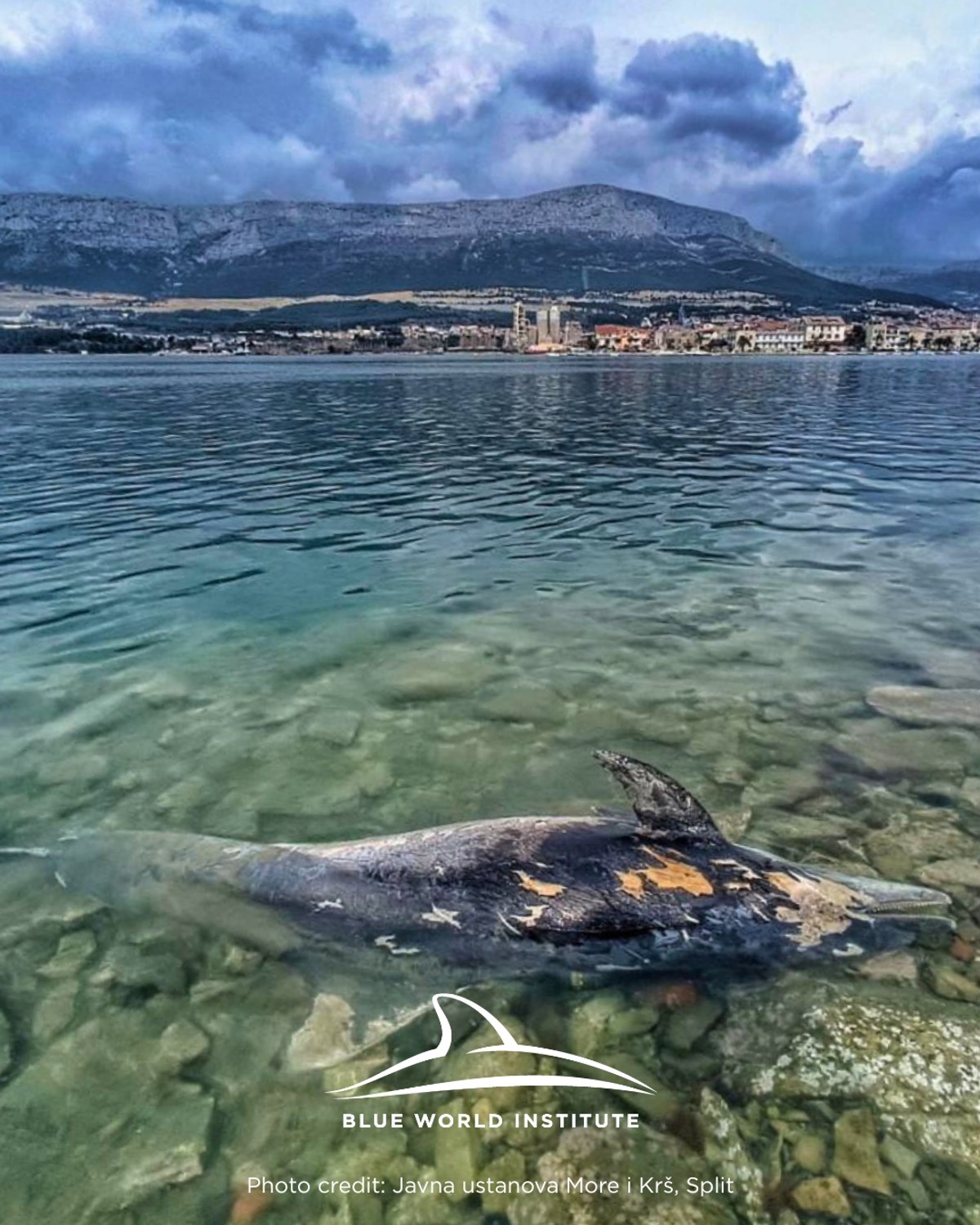 Tužan kraj za dupinku Skalinu: Uginula nedugo nakon što je okotila mrtvo mladunče