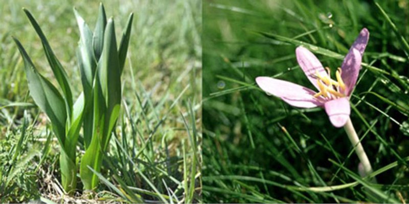 HGSS UPOZORAVA: Ne berite biljke koje ne poznajete, morali smo spašavati osobu koja se otrovala mrazovcem