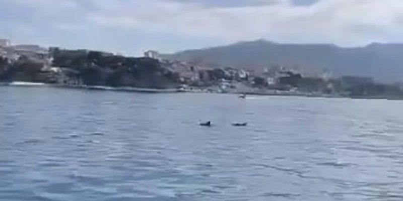 VIDEO Dupini ispred Bačvica