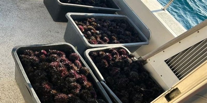 Dvojac zatečen kako vadi ježince, pronađeno 3.222 komada