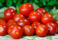 Cherry rajčice u kojma je otkrivena salmonela završile su i na hrvatskom tržištu