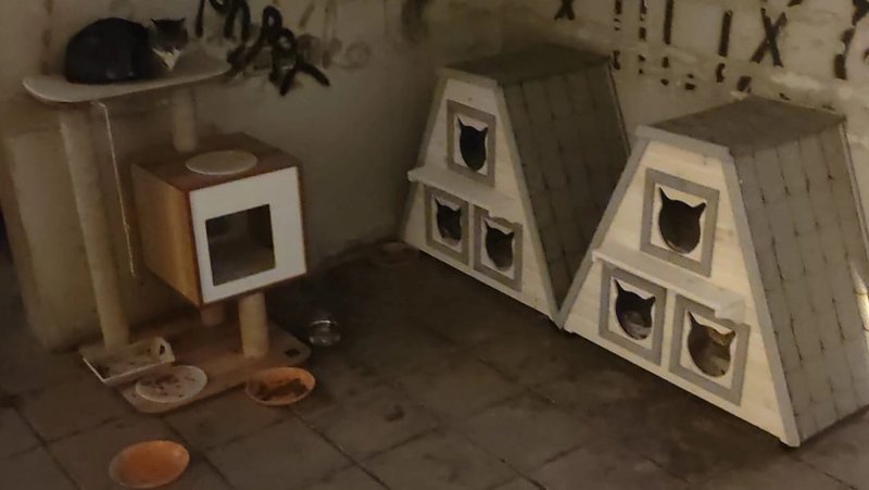 VIDEO Prijepor oko mačaka u Makarskoj ulici u Splitu: Hoće li biti dogovora?