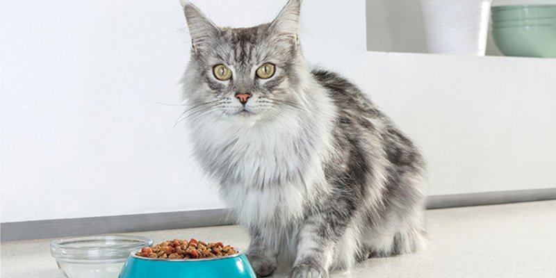 Što imaju zajedničko ljudi i mačke? I jedni i drugi moraju raditi na jačanju svog imuniteta