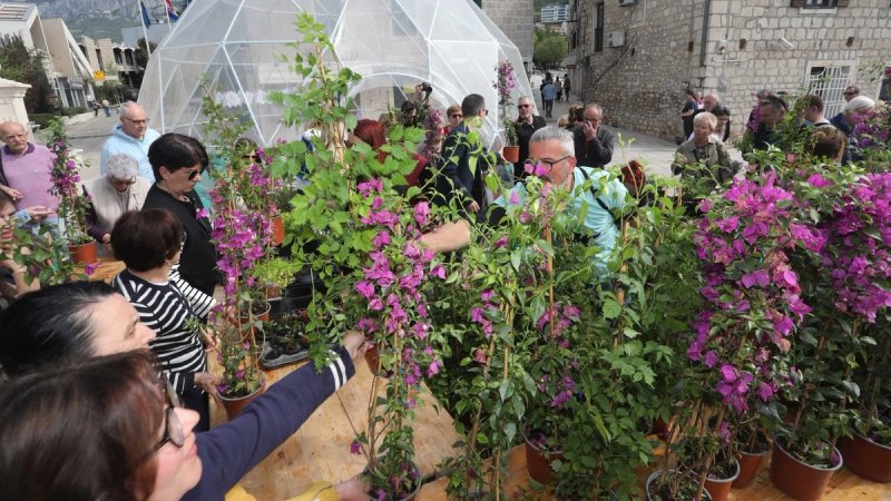 Dan planeta Zemlje obilježava se u Makarskoj, dijelit će se sadnice