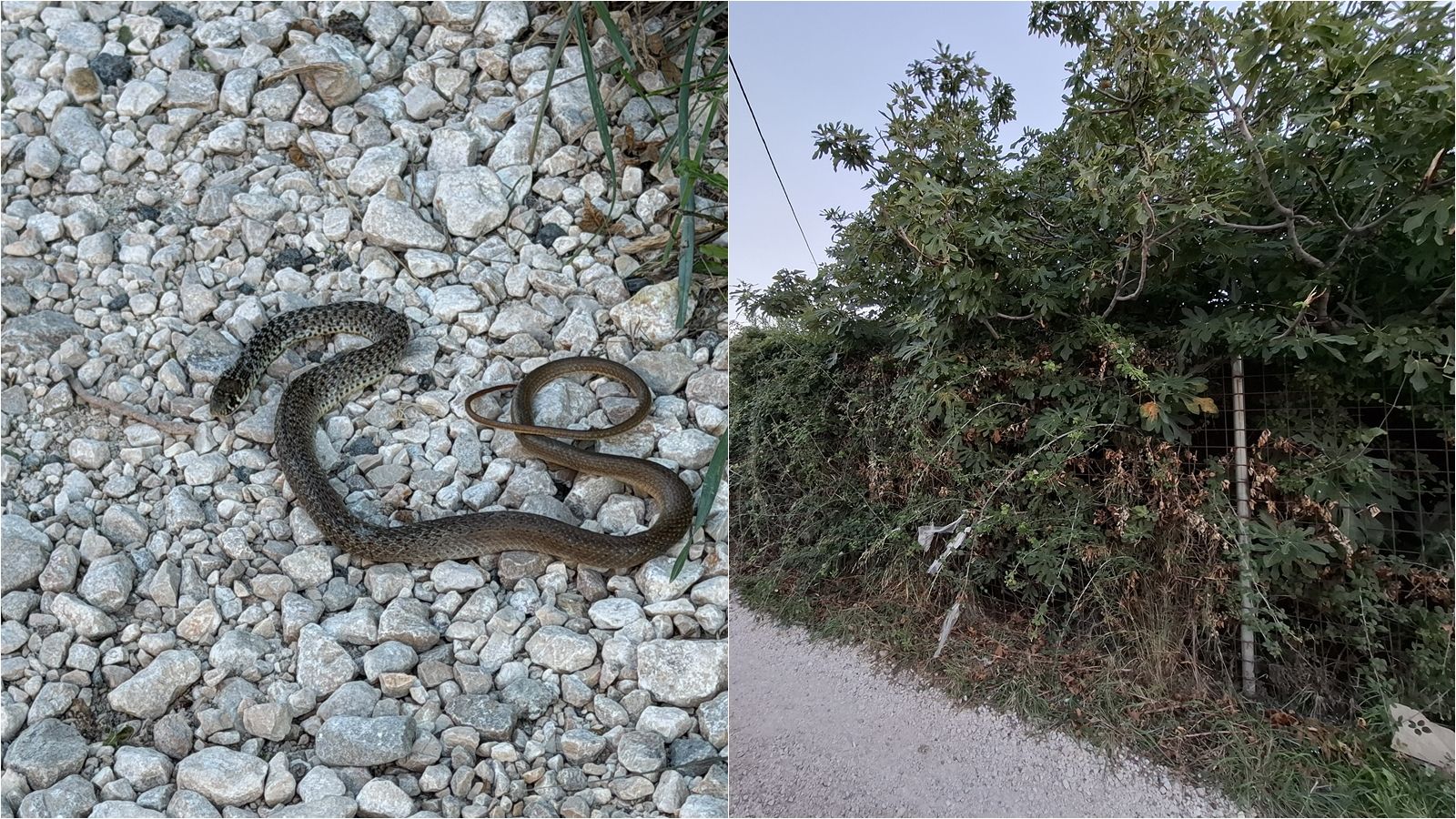 FOTO UBOD Stanovnici Stinica upozoravaju na zapušteni teren: 'Sada su se pojavile i zmije'