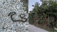 FOTO UBOD Stanovnici Stinica upozoravaju na zapušteni teren: 'Sada su se pojavile i zmije'
