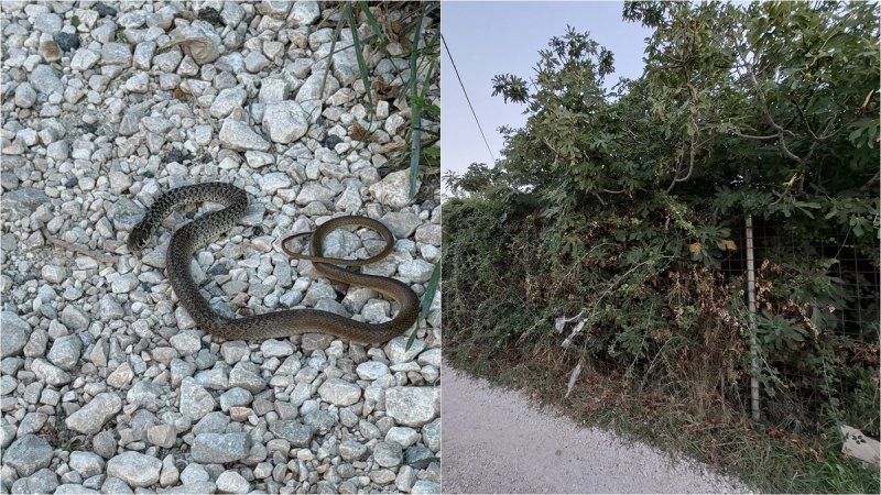 FOTO UBOD Stanovnici Stinica upozoravaju na zapušteni teren: 'Sada su se pojavile i zmije'