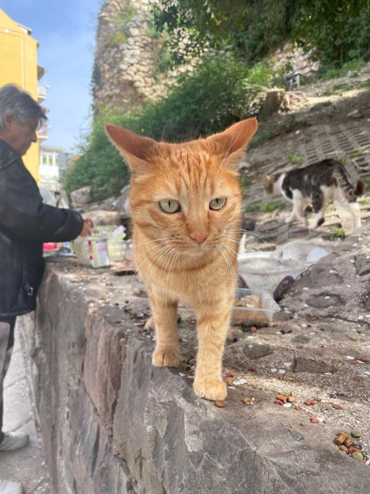 Mačke iz Marmontove