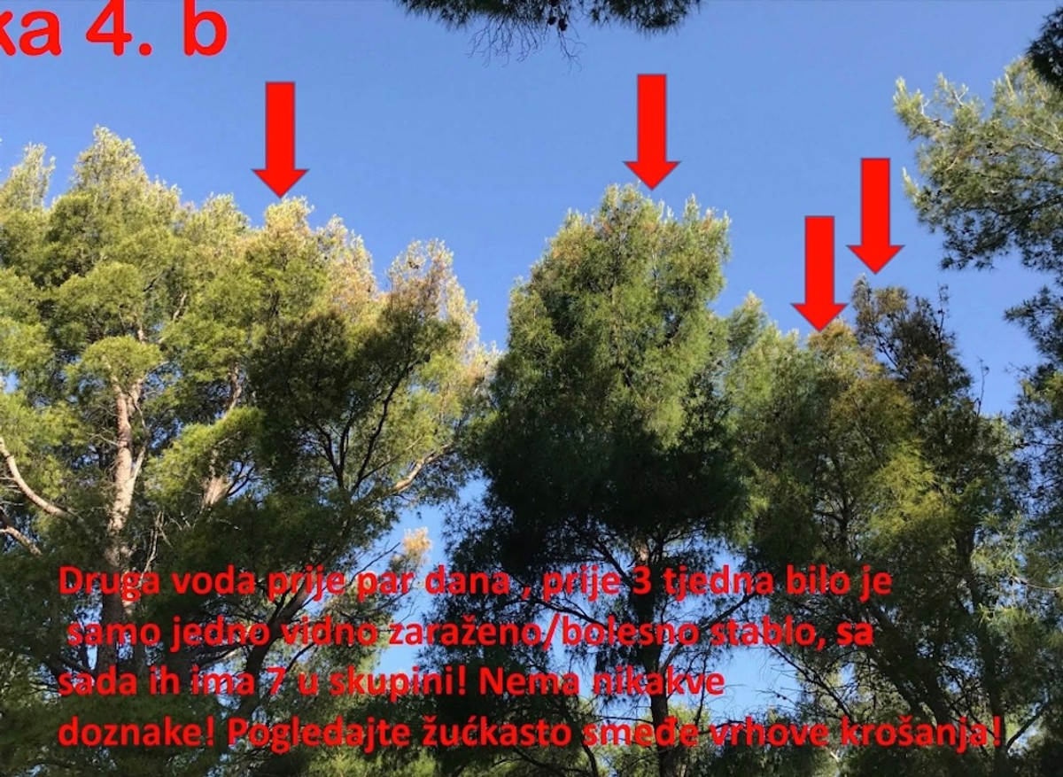 DR. SMODLAKA: Na Marjanu se nije ništa promijenilo samo se sada zatiranje zdravih borova odvija na puno podmukliji način