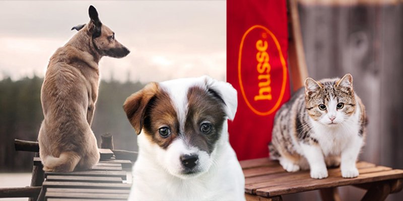 Husse otkriva: Pet načina kako pronaći najbolju hranu za svakog kućnog ljubimca