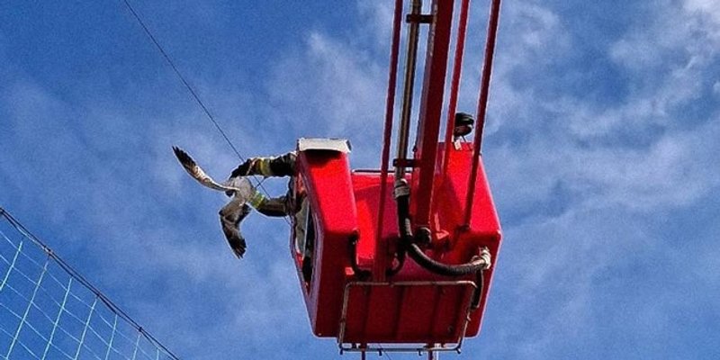 Splitski vatrogasci spašavali galeba