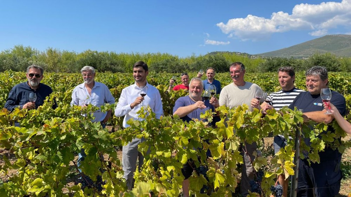 20 godina kaštelanskog crljenka I Foto: Ivana Kapetanović