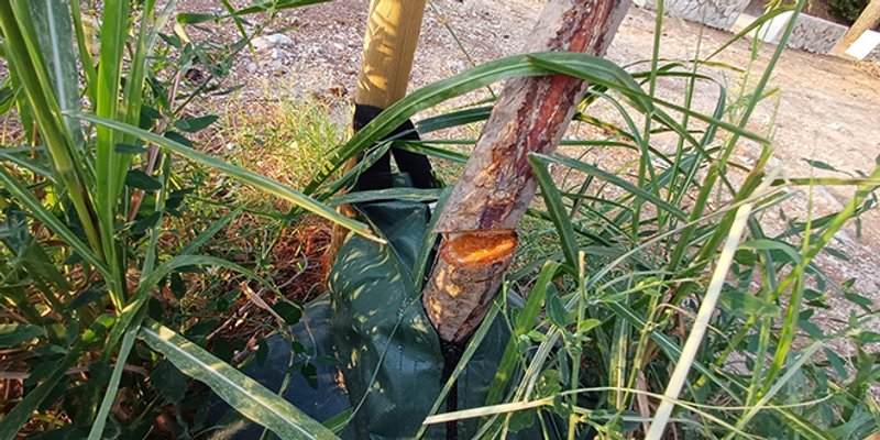 Užasan zločin protiv prirode na Marjanu: Vandali uništili nova stabla kod Kašjuna