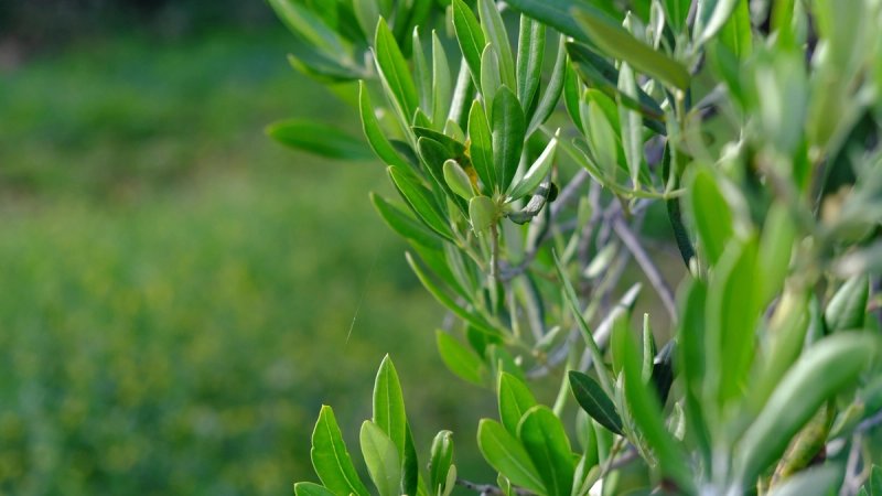 U Kaštel Sućurcu uskrsna radionica čuva tradiciju pletenja maslinovih grančica