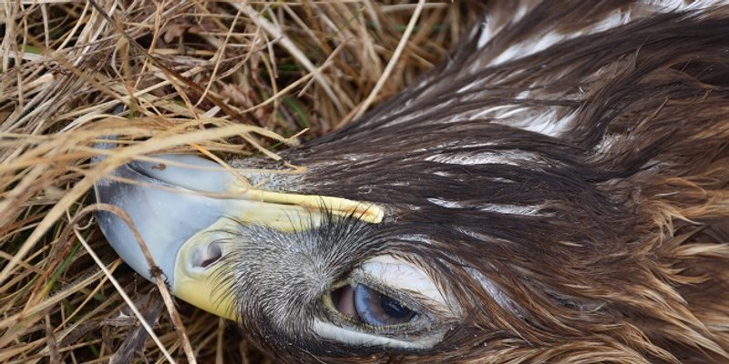 Na raširen problem trovanja životinja upozorava se projektom 'BalkanDetox LIFE'