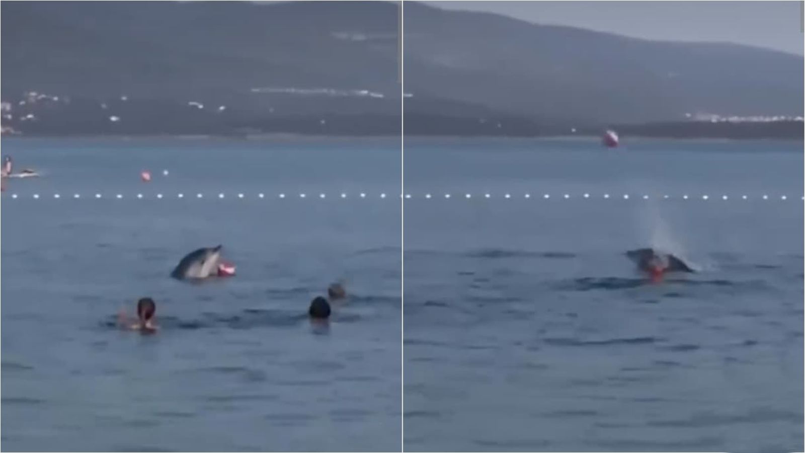 VIDEO Nevjerojatan prizor u Maslenici: Dupin se igrao loptom s kupačima